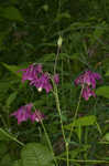 European columbine